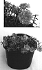 Portulaca%20grandiflora%20%27Bodhigros%27
