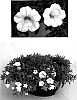 Calibrachoa%20procumbens%20%27Kiecawit%27