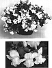 Antirrhinum%20x%20hybrida%20%27Sant218A%27