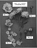 Rosa%20hybrida%20%27POULac013%27