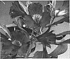 Alstroemeria%20hybrida%20%27Zalsabel%27