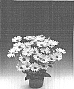 Osteospermum%20ecklonis%20%27Osjotis%27