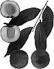 Prunus%20persica%20%27Super%20Lady%27