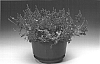 Diascia%20barberae%20%27Diaspetis%27