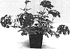Verbena%20x%20hybrida%20%27Balazgagic%27