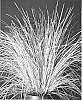 Lomandra%20longifolia%20%27LM400%27