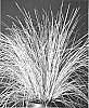 Lomandra%20longifolia%20%27LM400%27