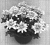 Chrysanthemum%20morifolium%20%27Vamp%20Time%20Salmon%27