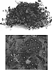 Verbena%20hybrida%20%27Lan%20Litpur%20Two%27