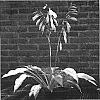 Hosta%20hybrid%20%27Lady%20Guineverre%27