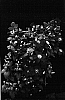 Clematis%20species%20%27Barbara%20Harrington%27