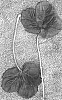 Fragaria%20x%20ananassa%20%27Driscoll%20Cambria%27