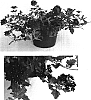 Verbena%20hybrida%20%27Lan%20Burg%27
