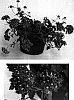Verbena%20hybrida%20%27Lan%20Bule%27