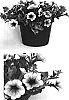 Petunia%20x%20hybrida%20%27USTUNI207%27