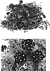 Verbena%20hybrida%20%27Lan%20Roypureye%27