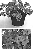 Phlox%20hybrida%20%27USPHL02%27