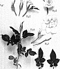 Rosa%20hybrida%20%27KORamgat%27