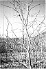 Populus%20trichocarpa%20%27Gnarly%20Poplar%27