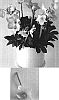 Helleborus%20niger%20%27HGC%20Josef%20Lemper%27