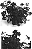 Pelargonium%20x%20hortorum%20x%20Pelargonium%20tongaense%20%27Cante%20Dereds%27