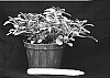 Impatiens%20walleriana%20%27TiCoPur%27