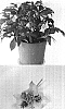 Helleborus%20orientalis%20%27HGC%20Lady%20Freckle%27