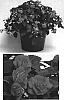 Impatiens%20walleriana%20%27Didi%20Carmine%20Two%27