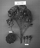 Rosa%20hybrida%20%27POULen010%27