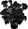 Pelargonium%20x%20hortorum%20%27Genfivio%27
