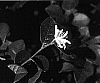 Loropetalum%20chinense%20%27Melting%20Pot%27