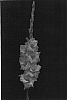 Gladiolus%20hybrid%20%27The%20Saint%27