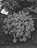 Ageratum%20houstonianum%20%27Agetis%27