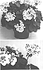 Pelargonium%20x%20hortorum%20%27Clips%20Whitspla%27
