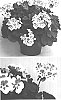 Pelargonium%20x%20hortorum%20%27Clips%20Whitspla%27