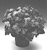 Ageratum%20houstonianum%20%27Agrosamtis%27