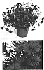 Osteospermum%20ecklonis%20%27Iringa%27