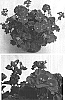Pelargonium%20x%20hortorum%20%27Amri%20Derose%20Two%27