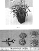Argyranthemum%20x%20hybrida%20%27OHAR01240%27