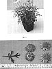 Argyranthemum%20x%20hybrida%20%27OHAR01240%27