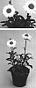 Chrysanthemum%20leucanthemum%20%27Kiedai%27