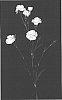 Dianthus%20caryophyllus%20%27Yoder%20Mist%27