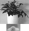 Helleborus%20niger%20x%20H.%20sternii%20%27HGC%20Silvermoon%27