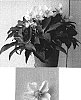 Helleborus%20niger%20x%20H.%20argutifolius%20%27HGC%20Green%20Corsican%27