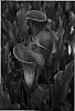 Zantedeschia%20sprengeri%20%27Hawaii%27