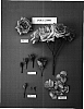 Rosa%20hybrida%20%27POULcs006%27