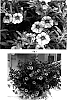 Calibrachoa%20species%20%27Kakegawa%20S71%27