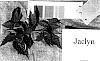 Rubus%20ideaus%20L.%20%27Jaclyn%27