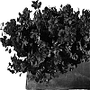 Pelargonium%20peltatum%20%27Genstarvi%27