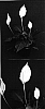 Spathiphyllum%20hybrida%20%27Power%20Petite%27